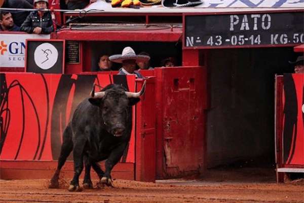 El ruedo tiene 43 metro de diámetro y está 20 metros debajo de la altura de calles aledañas, tiene capacidad hasta 50 mil personas y una superficie total de mil 452 metros. Foto: Instagram Plaza de Toros