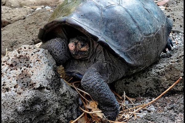 tortuga2.jpg_