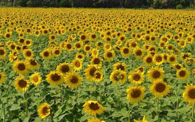 El Santuario de los Girasoles se encuentra en la carretera Tulipán-Balancán. Foto: Especial
