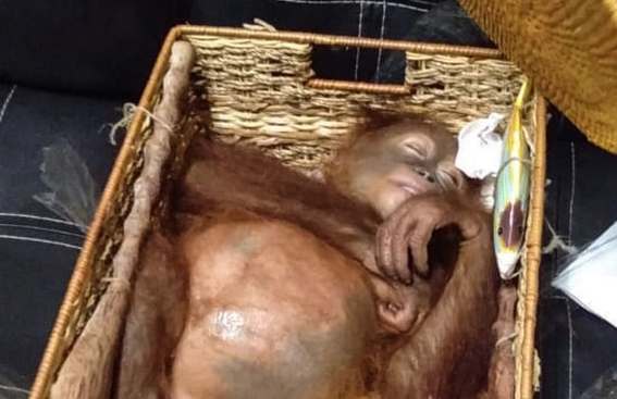 El orangután viajaba en una canasta y dormido por la droga. Foto: AFP