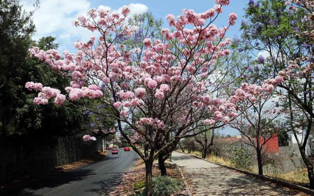 La primavera llegará este miércoles 20 de marzo a las 15:58 horas. Foto: Cuartoscuro