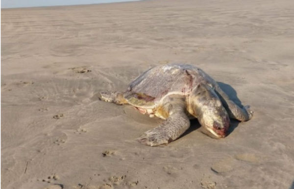 Los varamientos probablemente estén asociados a la alta población de medusas. FOTO: ESPECIAL