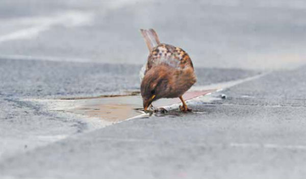 ¡AGUA! Varias fuentes de la ciudad lucen sin agua, lo que complica la subsistencia de las especies. Foto: Pablo Salazar