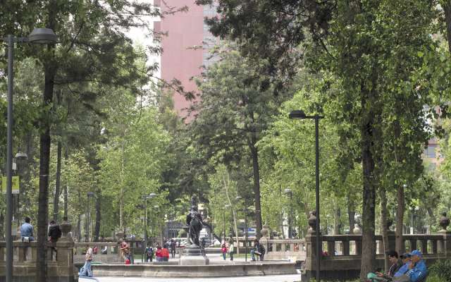 En 2015 se practicó otro censo, en el que se contabilizaron mil 82 árboles, incluidos 50 que ya estaban muertos. Foto: Cuartoscuro