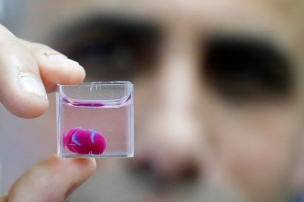 Los investigadores presentaron a la prensa ese corazón inerte del tamaño de una cereza inmerso en un líquido. Foto: AFP