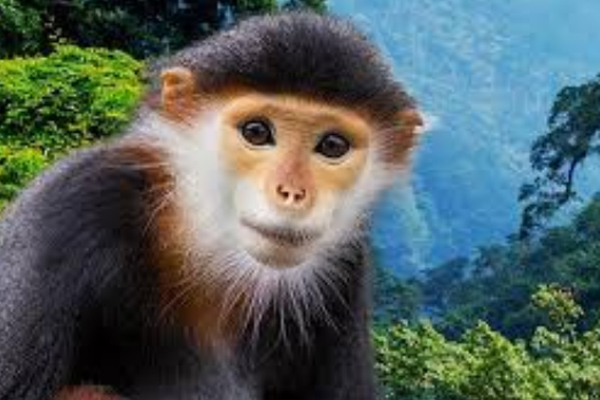 La especie es considerada en peligro de extinción. FOTO: ESPECIAL