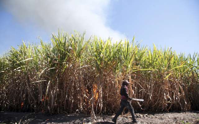 Renovar las plantaciones permitirá aumentar los rendimientos. FOTO: Cuartoscuro