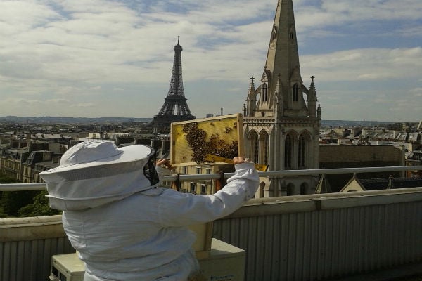 200 mil abejas sobreviven a incendio en Notre Dame.
Foto de twitter @Beeopic