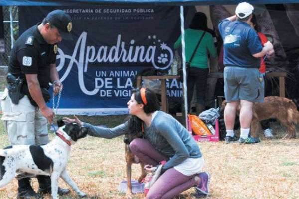 INVOLUCRADOS. La Brigada tiene un programa para apadrinar animales y pasar tiempo con ellos sin adoptarlos. Foto: Cuartoscuro