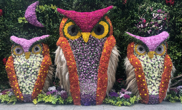 Por cuatro días, millones de flores, la mayoría mexicanas, apocarán con su belleza. Foto: Especial
