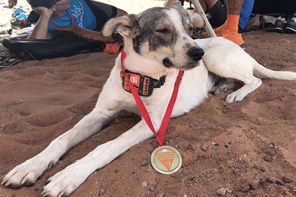 De acuerdo con la organización Maratón des Sables, el perro fue recibido en el campamento donde pasó la noche y fue rehidratado con el agua para los corredores.