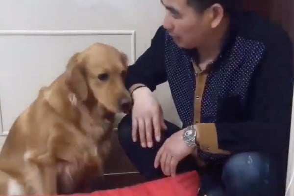 perrita