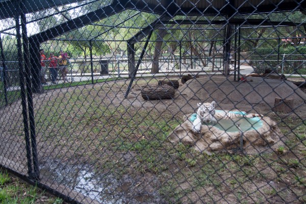 El tigre de Bengala, originario de la India y Bangladesh, es una especie en peligro de extinción protegida por la CITES. Foto: Cuarto Oscuro