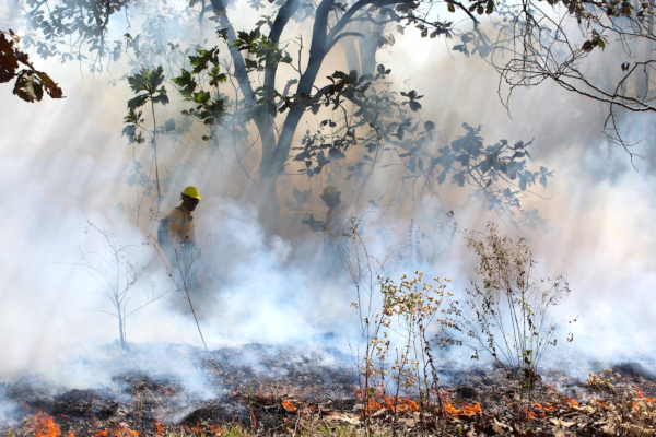 Para controlar y sofocar el fuego, trabajan 3 mil 159 elementos de distintas corporaciones. Foto: Conafor