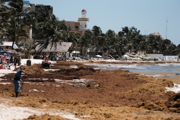 Retiro de sargazo en las playas de Quintana Roo
FOTO: CUARTOSCURO