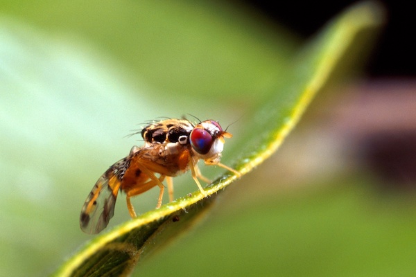 Mosca del Mediterráneo
