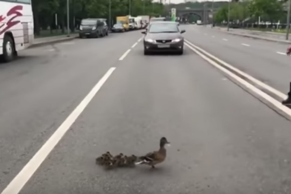 patos moscú