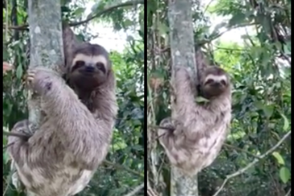 oso perezoso es rescatado de la carretera