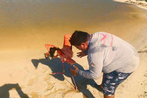 Mediante la colocación de transmisores satelitales se obtendrá información importante de esta especie. FOTO: ESPECIAL