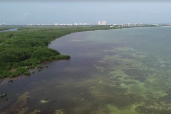 sargazo punta nizuc