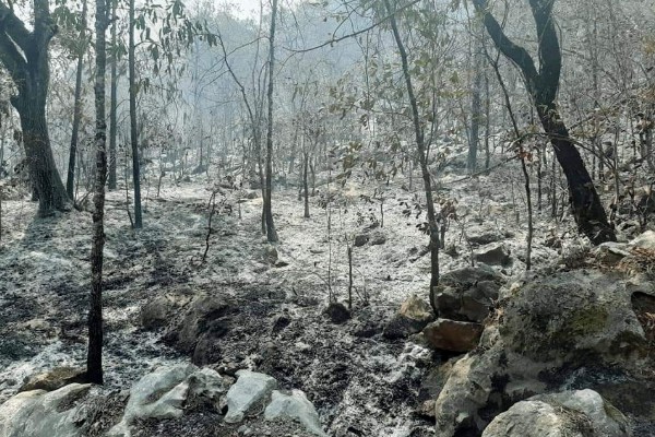 incendio forestal