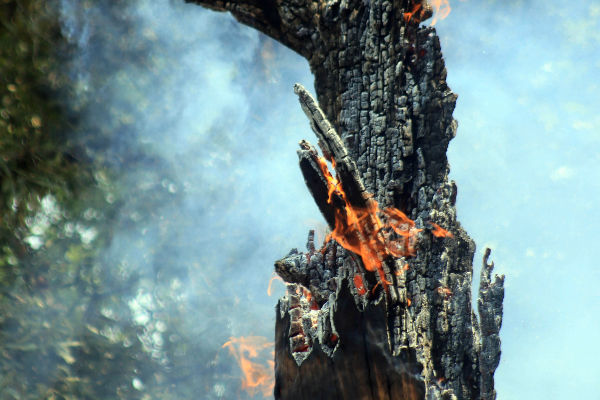 (Semarnat) reportó que se registran 104 incendios forestales en el país