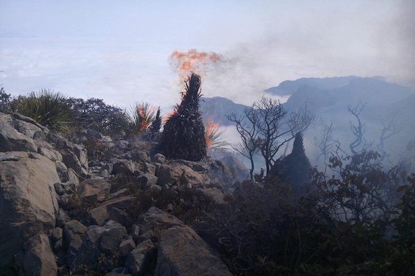 incendios forestales Nuevo León
