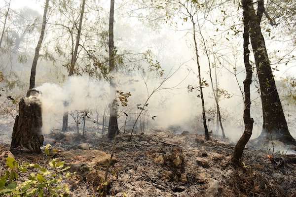 Incendio forestal en Jalpa de Serra