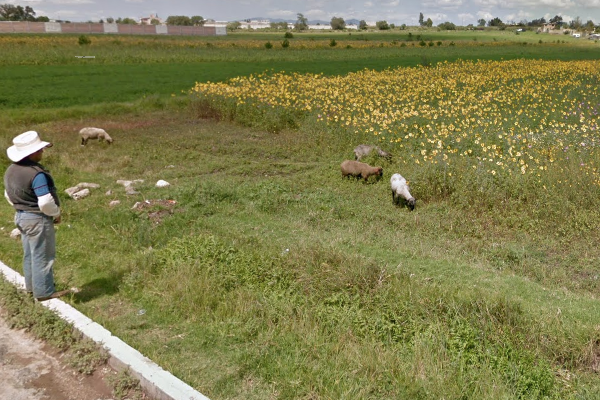 linchamiento-Cuautepec-Hidalgo-borregos
