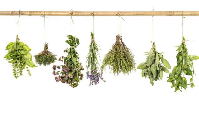 Algunas hierbas sirven como condimentos de algunos platillos típicos. Foto: Especial