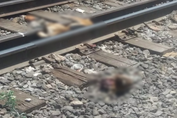 Hallan masivamente perros muertos en Zacatecas.