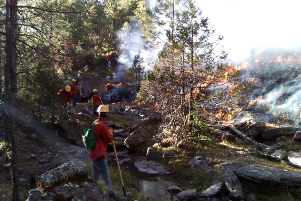 Secretaría de Recursos Naturales y Medio Ambiente hace el llamado a la sociedad a que cuidar los bosques