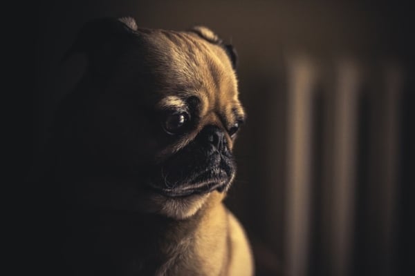 Perros sobre diseño.