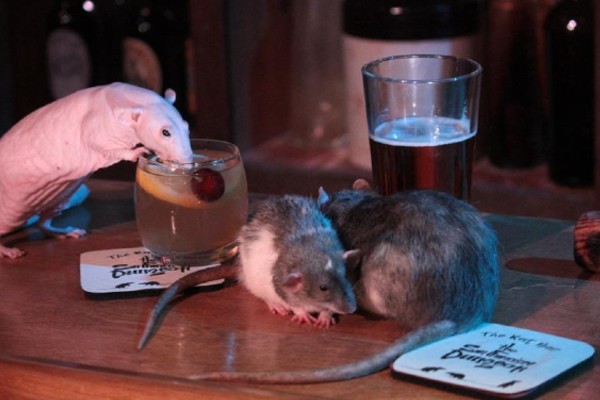 ratas_bar