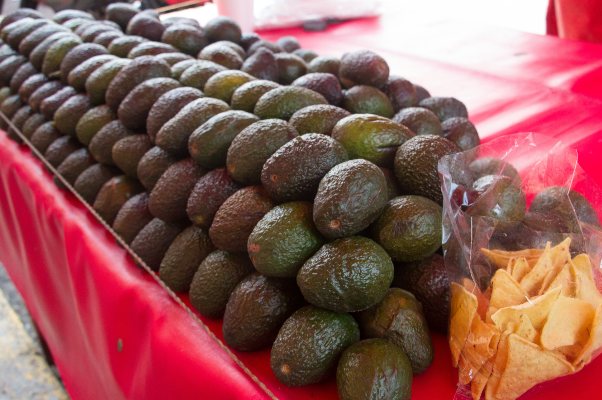 Aguacate Guadalajara Puebla