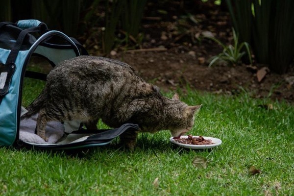 Gatos-Palacio-Nacional-Hacienda-Facultad-de-Medicina-Veterinaria-y-Zootecnia-UNAM