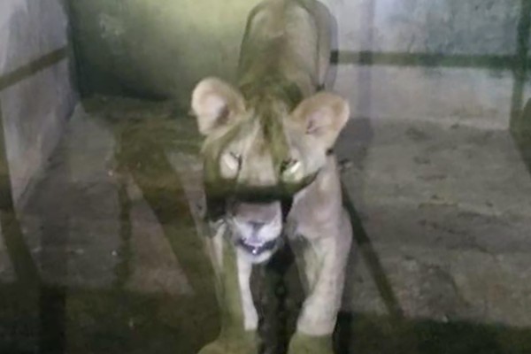 león campeche