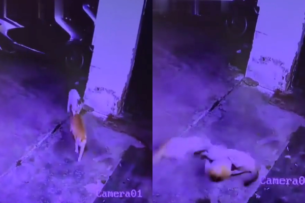Video-viral-pelea-dos-tres-gatos