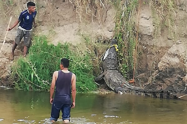 Cocodrilo-gigante-rio-Oaxaca-proteccion-civil