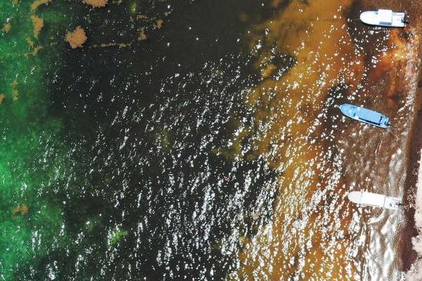 El sargazo empezó a tener presencia en el Caribe desde 2014. Aunque su origen es incierto, se dice surgió en Brasil. Foto: Cuartoscuro