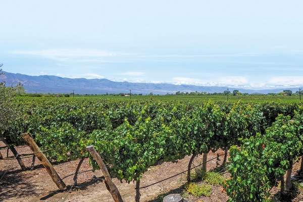 Se prevén 900 mil visitantes en La Ruta del Vino. Foto: Especial