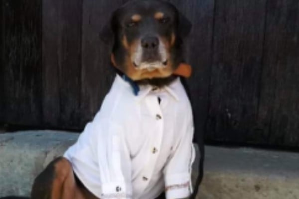 Mazapán, el perro calendero reapareció nuevamente por las calles de la capital oaxaqueña portando una guayabera. Foto Carina García
