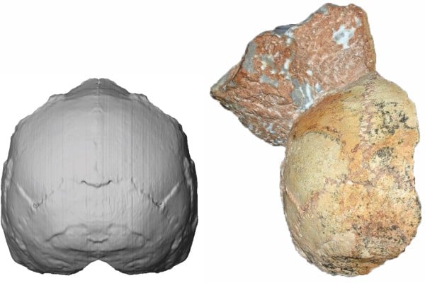cráneo homo sapiens