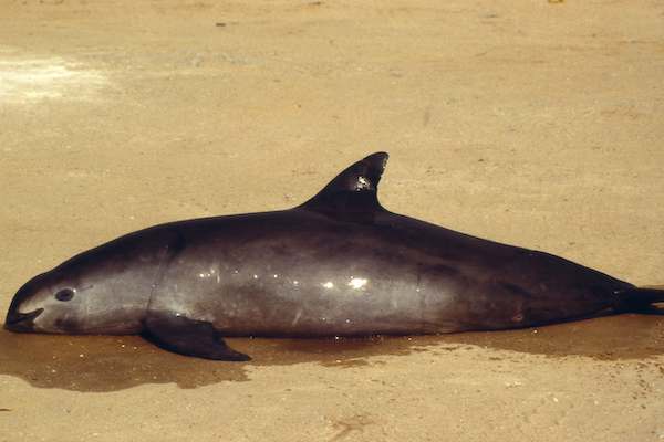 Vaquita marina riesgo peligro acido sulfurico Mar de Cortes Golfo de California