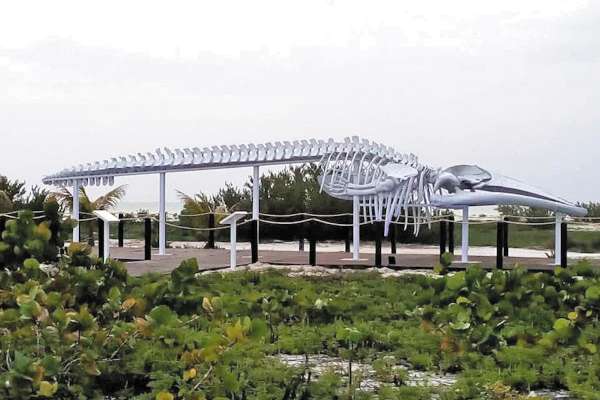 LIBRE. A diferencia de otro esqueleto exhibido en
Baja California, en Progreso no se cobra por verlo. Foto: Especial.