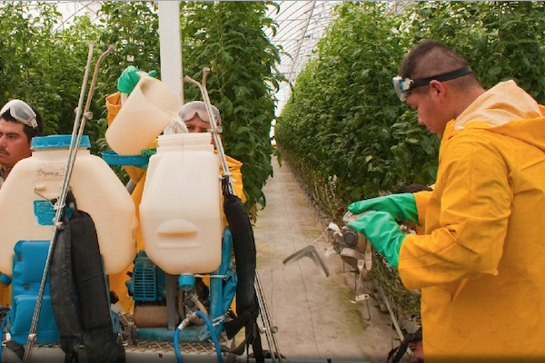 Fertilizantes-Guerrero-Sader-campesinos