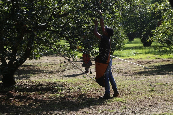 Las regiones obtuvieron la declaratoria luego de que técnicos del Servicio Nacional de Sanidad, Inocuidad y Calidad Agroalimentaria (Senasica) constataron la ausencia de las plagas en el aguacate.
Foto: Cuartoscuro