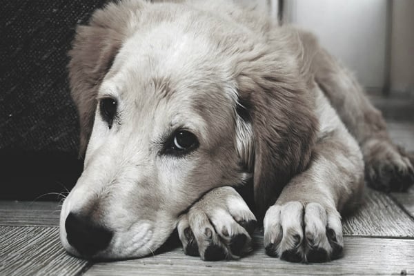 Mueren 30 perritos envenenados en Sinaloa. Foto: especial