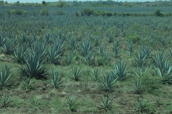 Agave utilizado para la producción de tequila en Jalisco. Foto: especial