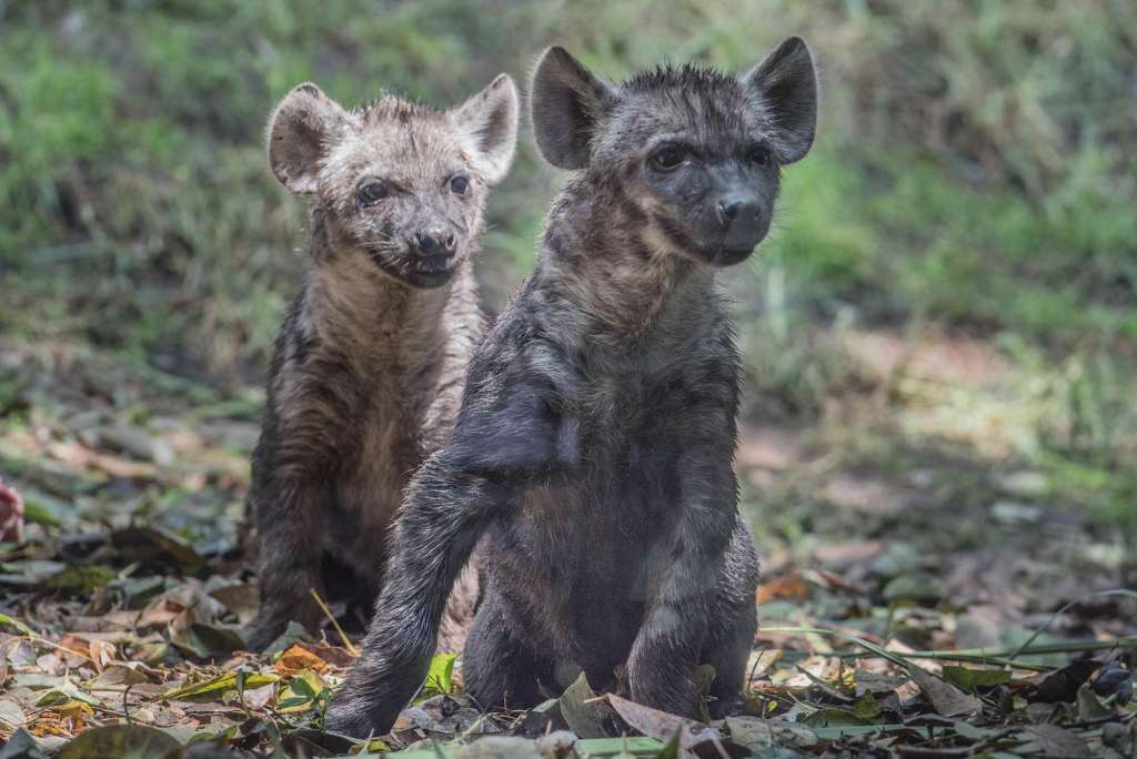 Resultado de imagen para bebes hienas zoologico de chapultepec